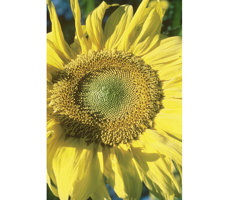 Flowers / Linda Gilbert-Schneider Photography