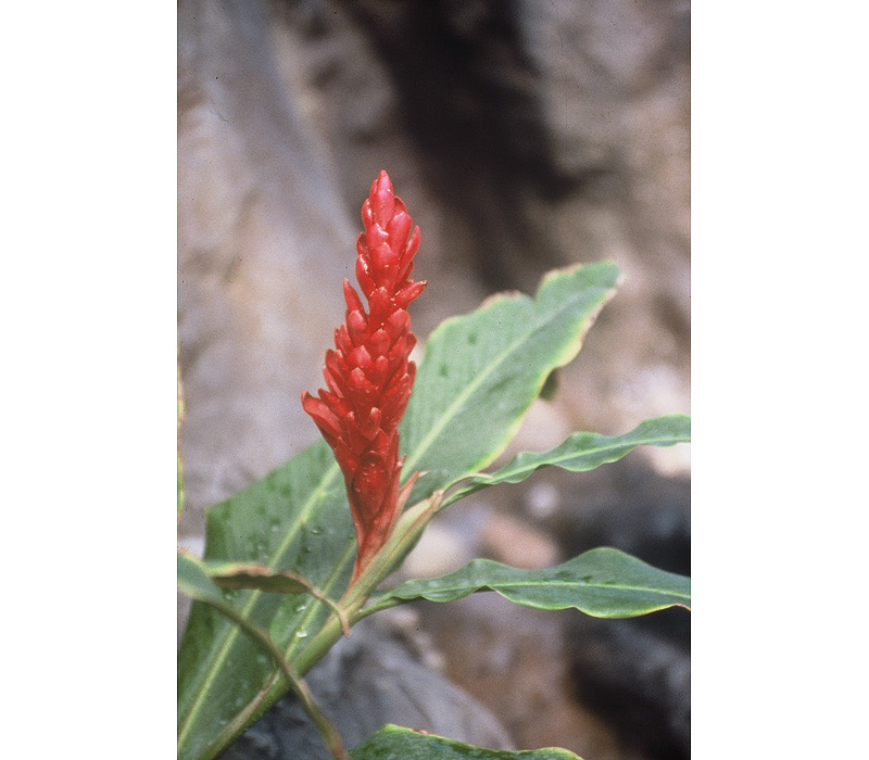 Flowers / Linda Gilbert-Schneider Photography