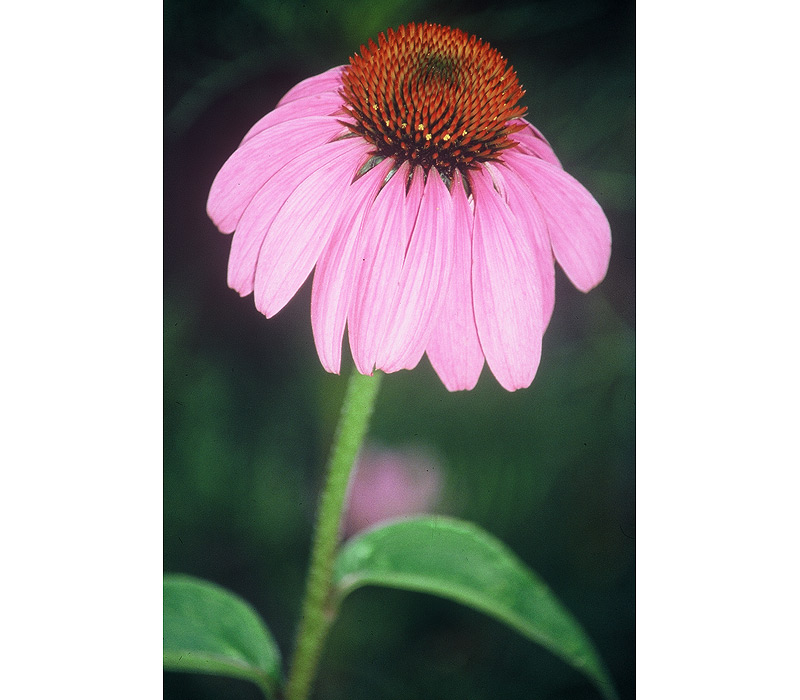 Flowers / Linda Gilbert-Schneider Photography