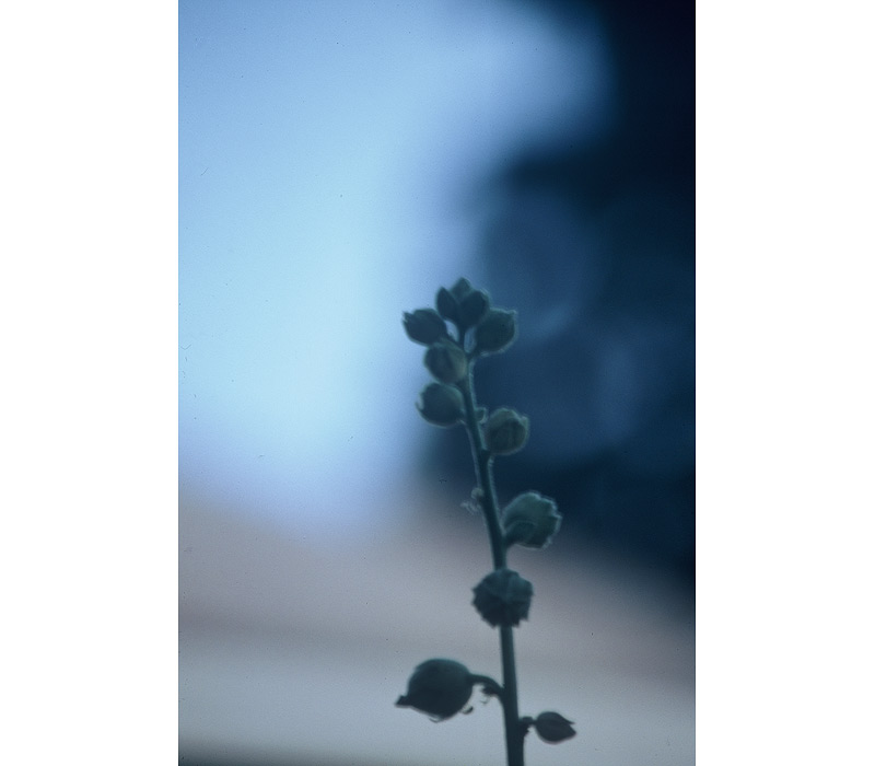 Flowers / Linda Gilbert-Schneider Photography