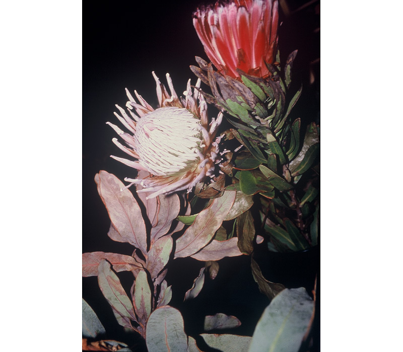 Flowers / Linda Gilbert-Schneider Photography
