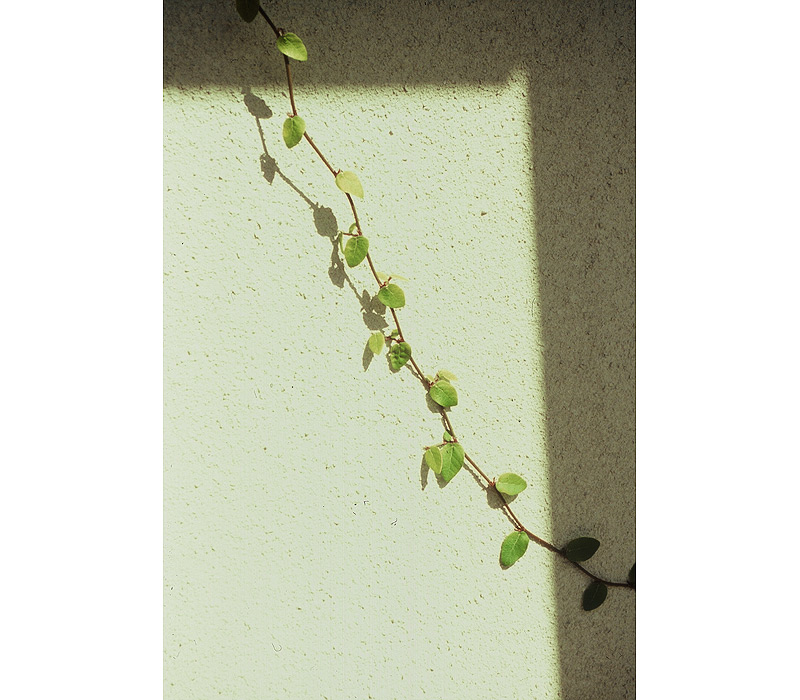 Flowers / Linda Gilbert-Schneider Photography
