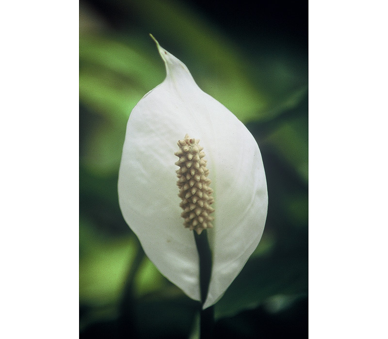 Flowers / Linda Gilbert-Schneider Photography