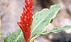 Thumbnail - Flowers